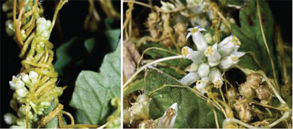 تولید گل و غلاف توسط سس بر روی گیاه میزبان